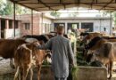 पंजाब सरकार ने पूरे राज्य की ‘गौशालाओं’ के बिजली बिल माफ किए